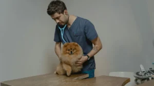 Veterinarios
